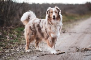 What is Australian Shepherd average lifespan?