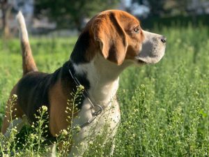 What is Beagle average lifespan?