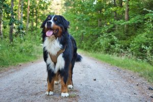 What is Bernese Mountain Dog average lifespan?