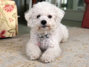 What is Bichon Frise average lifespan?