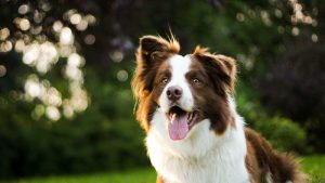 What is Border Collie average lifespan?