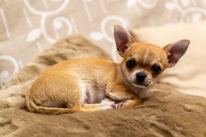 What is Chihuahua average lifespan?