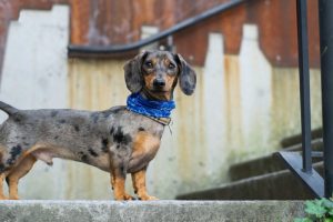 What is Dachshund average lifespan?