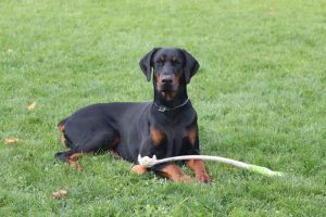 What is Doberman Pinscher average lifespan?