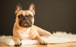 What is French Bulldog average lifespan?