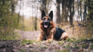 What is German Shepherd average lifespan?