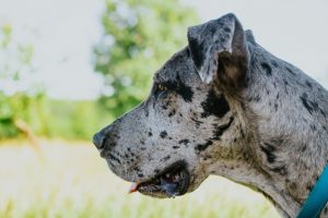 What is Great Dane average lifespan?