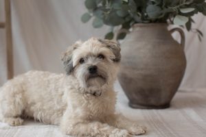 What is Havanese dog average lifespan?