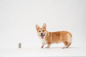 What is Pembroke Welsh Corgi average lifespan?