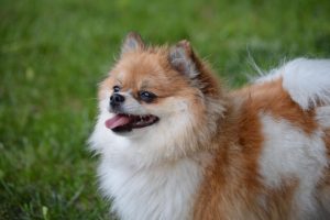 What is Pomeranian average lifespan?