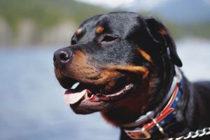 What is Rottweiler average lifespan?