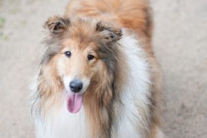 What is Shetland Sheepdog average lifespan?