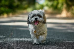 What is Shih Tzu average lifespan?