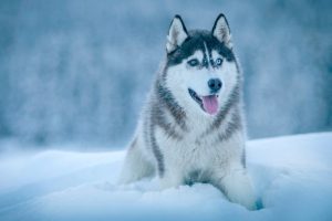 What is Siberian Husky average lifespan?