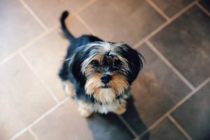 What is Yorkshire Terrier average lifespan?