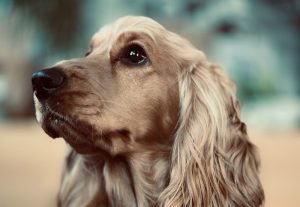 What is cocker spaniel average lifespan?