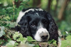 What is english springer spaniel average lifespan?