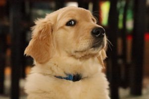 What is golden retriever average lifespan?