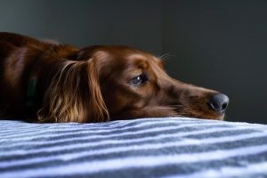 What is irish setter average lifespan?