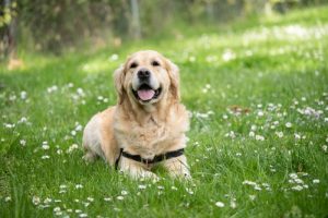 What is labrador retriever average lifespan?