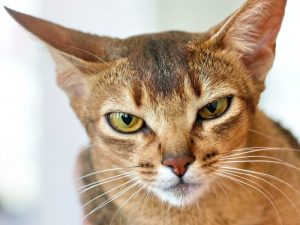 What is Abyssinian cat average lifespan?