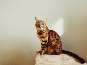 What is Bengal cat average lifespan?