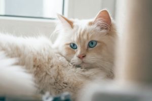 What is Birman cat average lifespan?