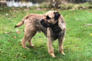 What is Border Terrier average lifespan?