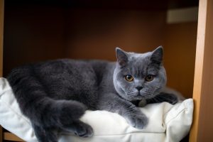 What is British Shorthair cat average lifespan?