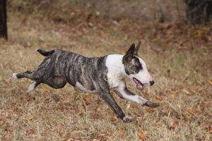 What is Bull Terrier average lifespan?