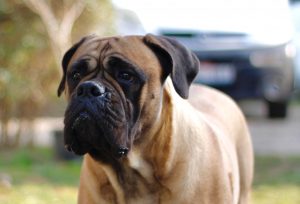 What is Bullmastiff average lifespan?