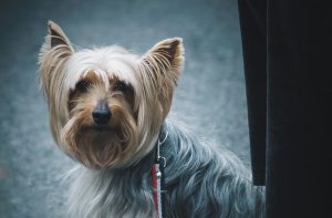 What is Cairn Terrier average lifespan?