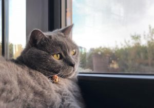 What is Chartreux cat average lifespan?