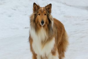 What is Collie dog average lifespan?