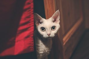 What is Devon Rex average lifespan?