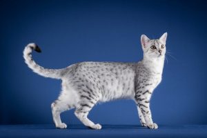 What is Egyptian Mau average lifespan?