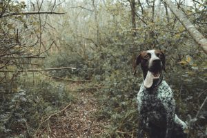 What is German Shorthaired Pointer Dog average lifespan?