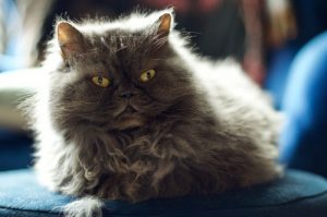 What is Himalayan cat average lifespan?