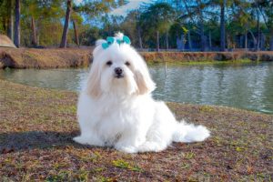 What is Lhasa Apso average lifespan?