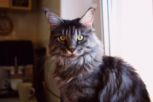 What is Maine Coon average lifespan?