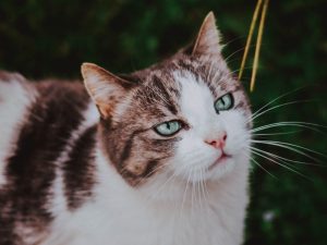 What is Manx cat average lifespan?