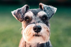 What is Miniature Schnauzer average lifespan?