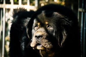 What is Newfoundland dog average lifespan?