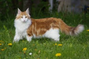 What is Norwegian Forest Cat average lifespan?