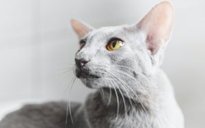 What is Oriental Shorthair cat average lifespan?