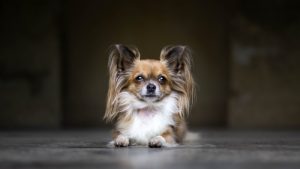 What is Papillon dog average lifespan?