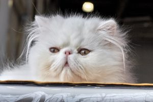 What is Persian cat average lifespan?