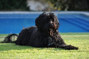 What is Portuguese Water Dog average lifespan?