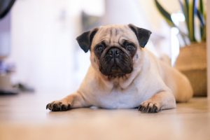 What is Pug Dog average lifespan?