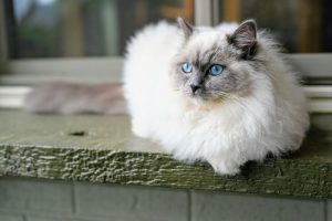 What is Ragdoll cat average lifespan?